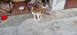 Un chat d'awaji
