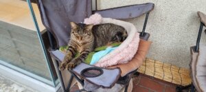 Un chat dans son panier