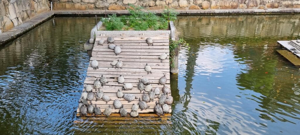 Des tortues dans un bassin