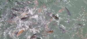 Les carpes dans les douves du château de Takamatsu