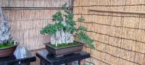 Un bonzaï au chateau de Takamatsu