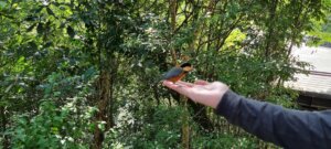 Arthur avec un oiseau dans la main