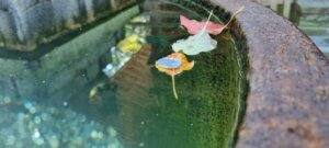 gros plan sur une pièce de 1 yen sur une feuille dans la jarre
