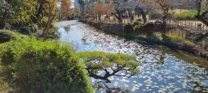 Le canal de dogo park