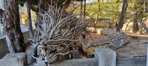 Un dragon de bois sur megijima