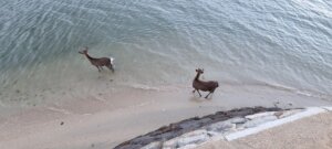 Des daims se baignant les pattes