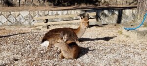 Deux daims couchés
