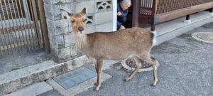 Un daim dans la ville