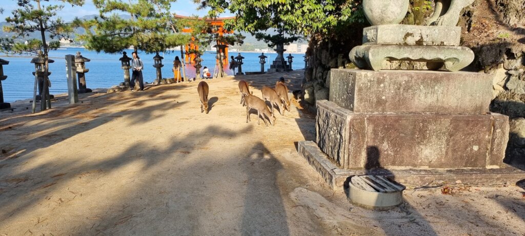 Un groupe de daim près du temple