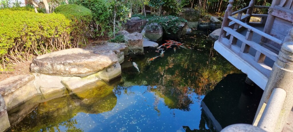 Des carpes dans un étang à à daisho