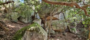 La forêt en redescendant du mont misen