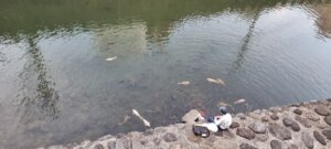 Des poissons à Nagasaki