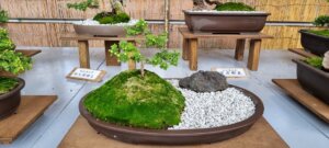 un bonzai au pars du château de Takamatsu