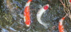 Les carpes du parc du ritsurin