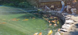 Des personnes nourrissant les poissons